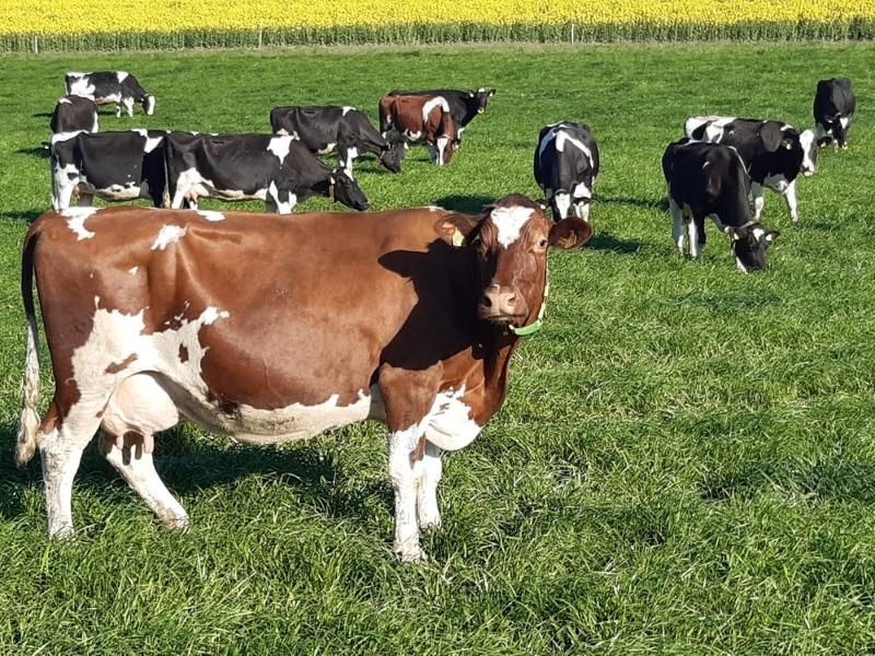 Steinäckerhof - Familienfreundlicher Bauernhof im Hunsrück