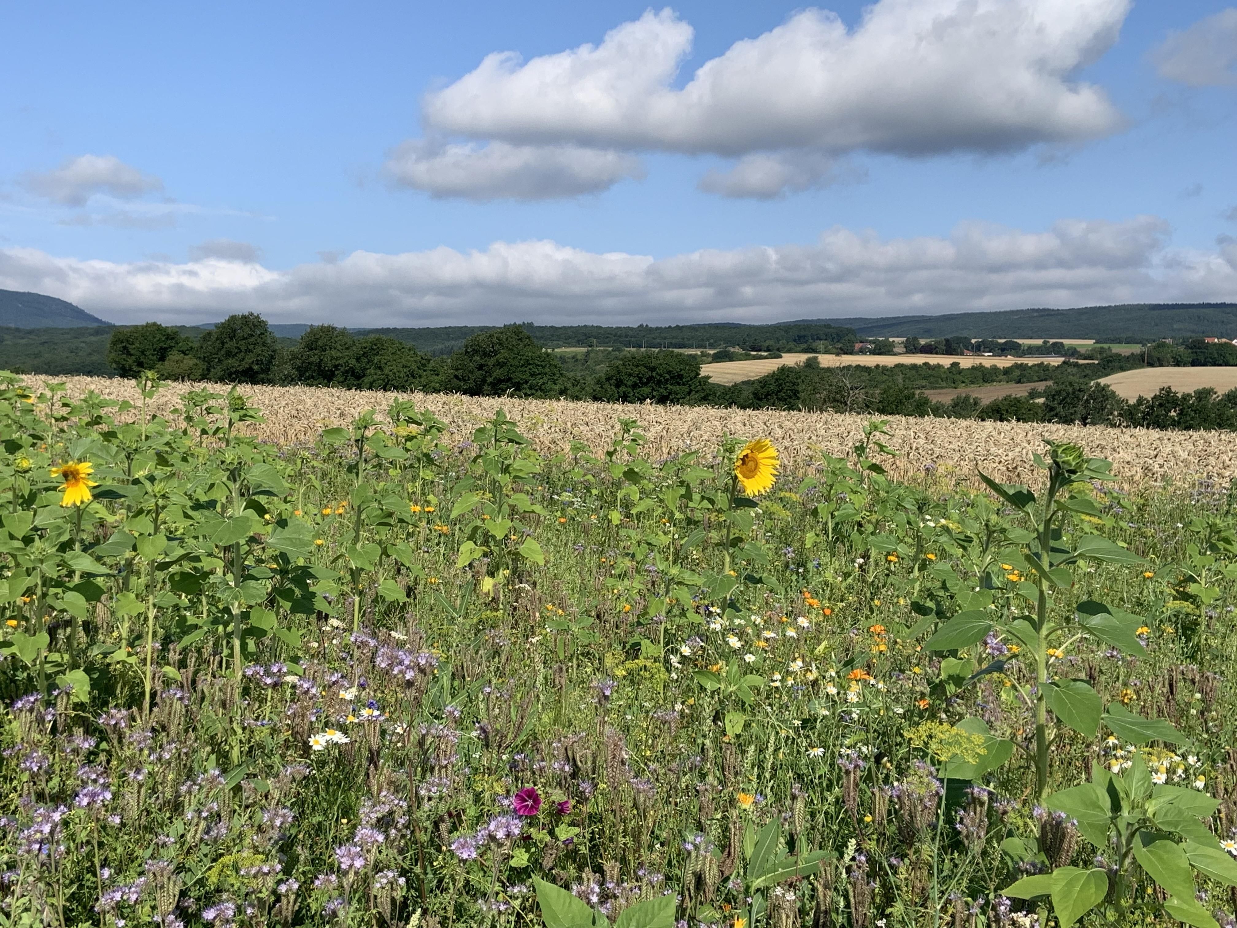 Ferienhaus am Häferbach