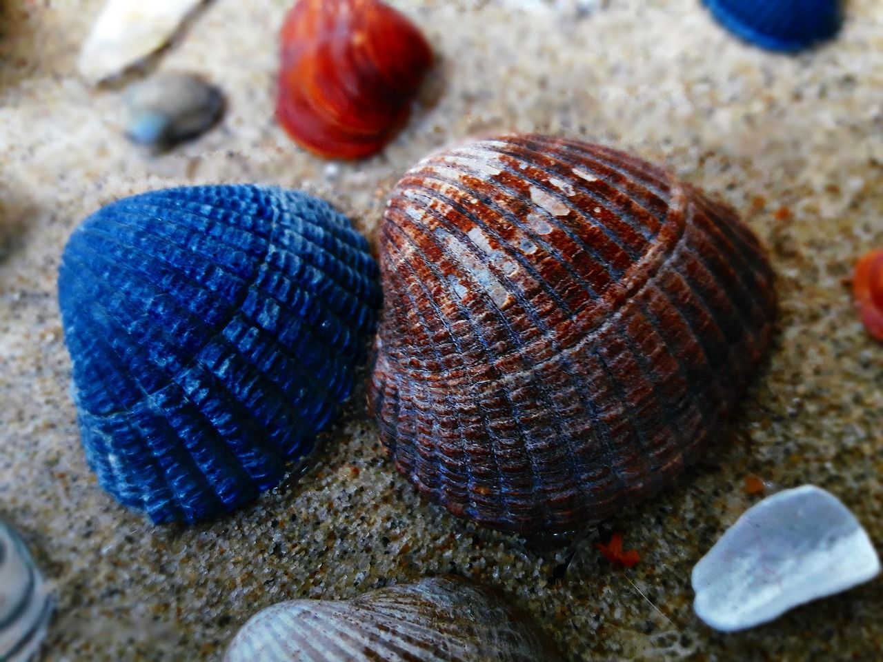 Muschelmuseum Ochsenhausen