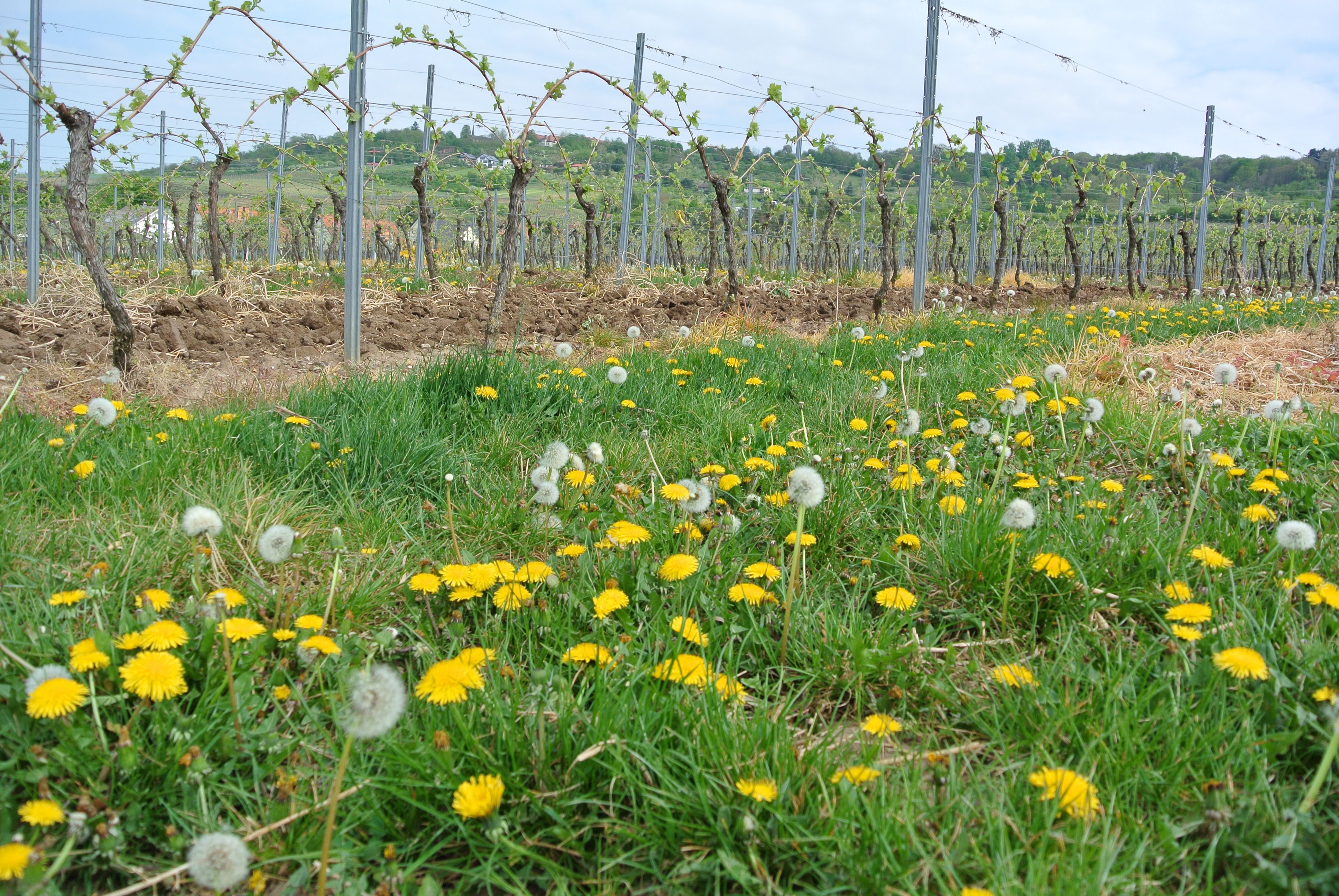 Frühlingserwachen in den Weinbergen