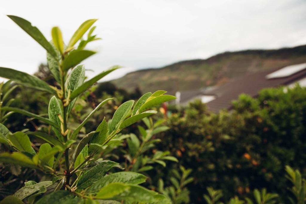 Ferienwohnung Kaufmann