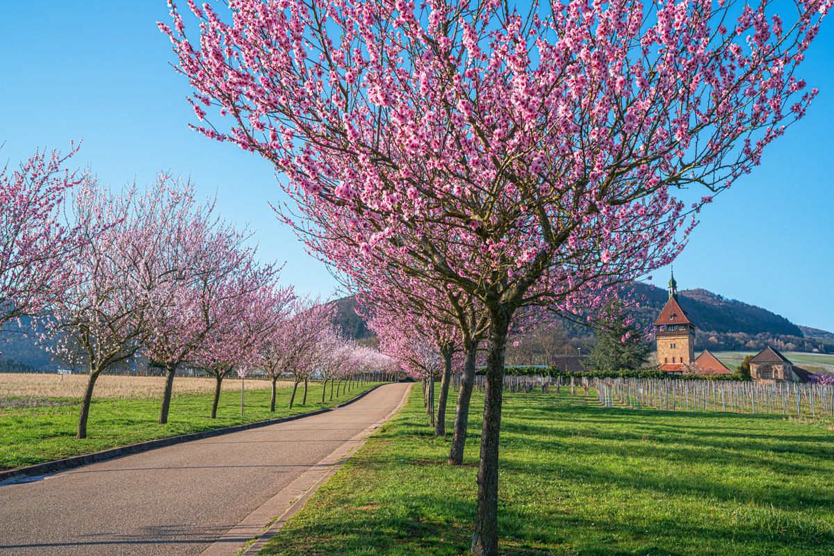 Landgasthof-Hotel Zum Ochsen