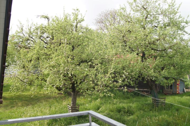 Ferienwohnungen im Obstgarten