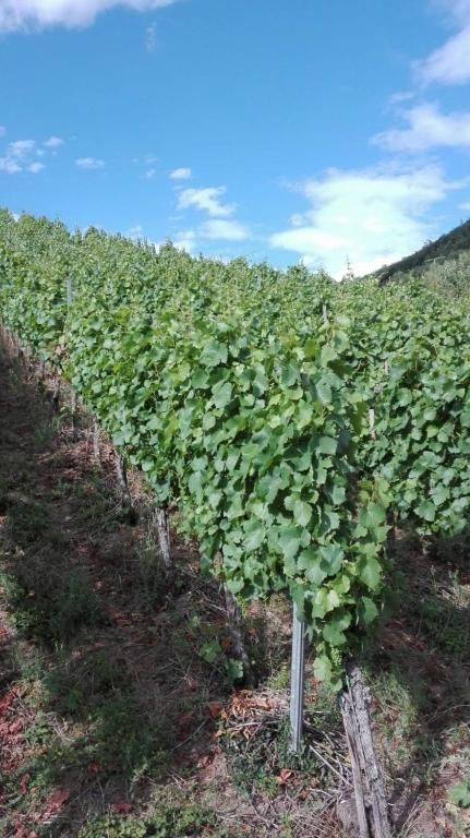 Ferienwohnungen Haus Moselschleife