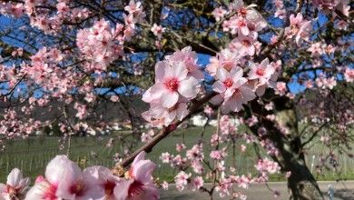 Urlaub an der Südlichen Weinstraße