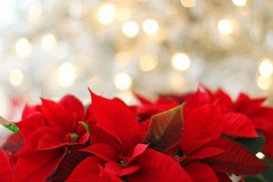 Aalener Weihnachtsmarkt Reichsstädter Advent
