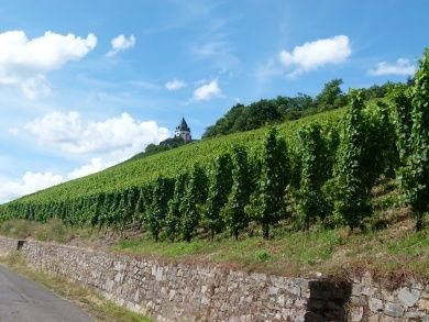 Weinfest in Zell-Merl
