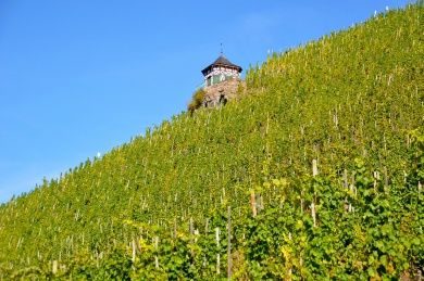 Moselsteig Seitensprung Bernkasteler Bärensteig