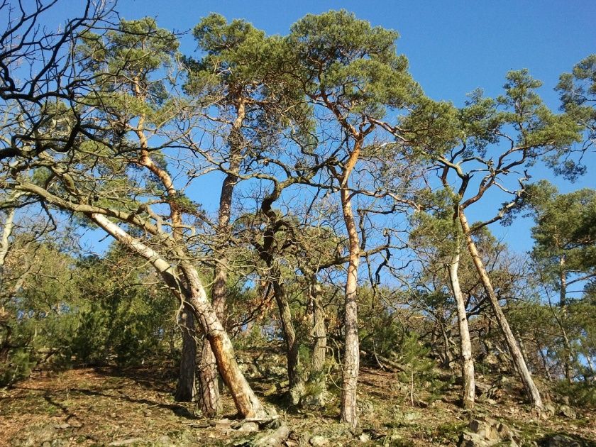 Teufelspfad Pirmasens